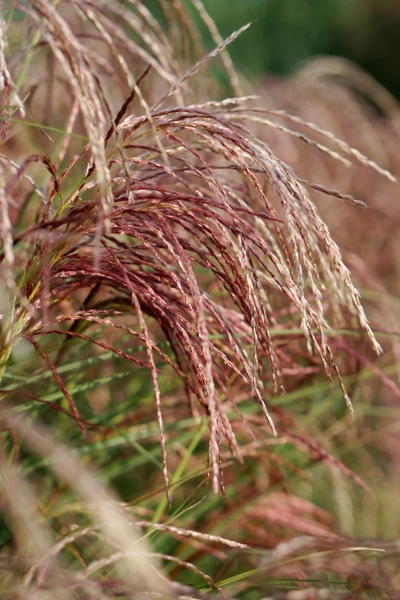 Nahaufnahme der roten Blüten von Miscanthus 'Red Cloud'