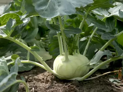 Nahaufnahme eines weißen Kohlrabis im Beet.