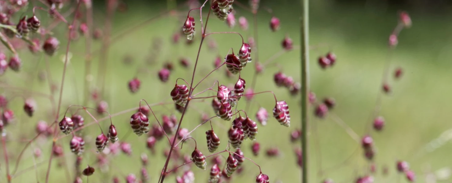 Dichte Gruppe von violett-grünen Zittergras-Ähren auf einer Wiese.