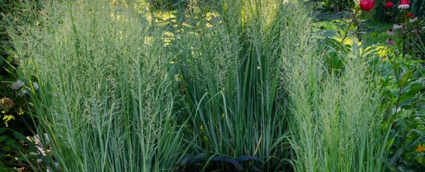Drei große Horste Panicum virgatum 'Nordwind' im sommerlichen Garten mit üppigem Blütenflor im Hintergrund.