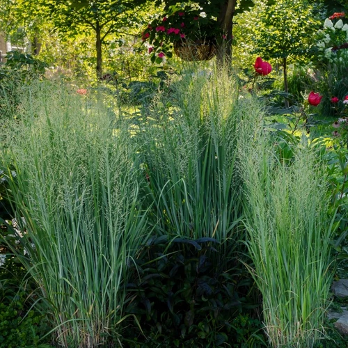 Drei große Horste Panicum virgatum 'Nordwind' im sommerlichen Garten mit üppigem Blütenflor im Hintergrund.