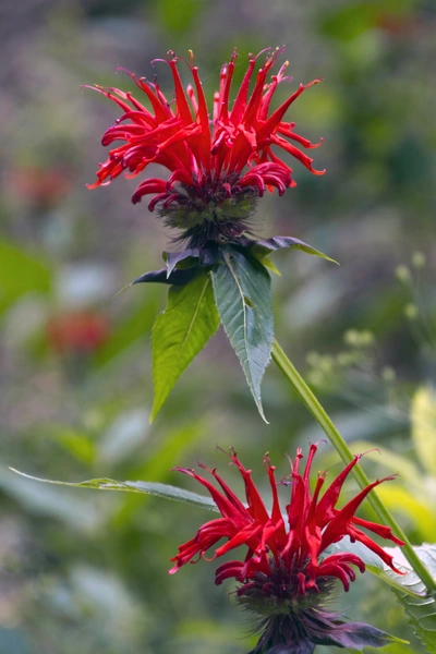 Zwei leuchtend rote Blüten der Goldmelisse mit filigranen, nach oben gerichteten Blütenblättern stehen vor unscharfem, grünem Hintergrund. Die gezackten Blätter der Pflanze heben sich kontrastreich von den roten Blütenköpfen ab.