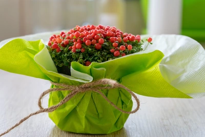 Korallenmoos mit roten Beeren, dekorativ in grünes Papier eingewickelt und mit einer Schnur gebunden