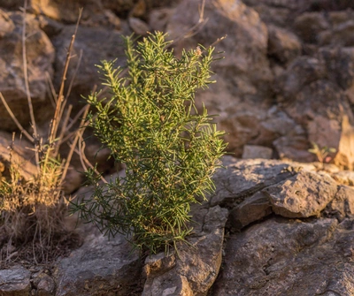 Ein Bergrosmarin (Salvia rosmarinus) wächst aus den Felsen in einer felsigen Umgebung. Die grünen, nadelartigen Blätter zeichnen sich deutlich vor den rauen Steinen ab, was der Pflanze eine widerstandsfähige und natürliche Ausstrahlung verleiht.