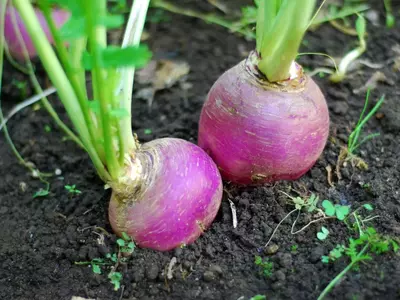 Zwei violett-weiße Herbstrüben wachsen im lockeren Erdreich.