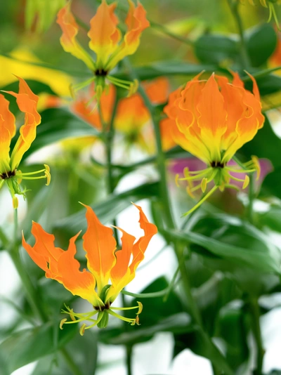 Nahaufnahmen von mehreren Ruhmeskronen mit orangen und gelben Blütenblättern vor einem unscharfen, Blätter-Hintergrund