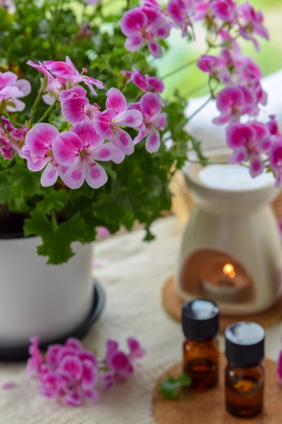 Blühende Duftgeranie mit pink-weißen Blüten in einem weißen Topf auf einem Tisch. Daneben stehen kleine braune Fläschchen mit ätherischem Öl und eine Duftlampe mit brennendem Teelicht.