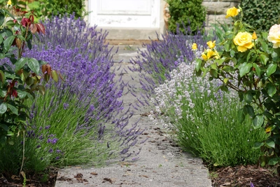 Ein Gartenweg führt zu einer weißen Tür, gesäumt von violettem und weißem Lavendel. Links wachsen tiefviolette Lavendelbüsche neben einer Rosenpflanze mit roten Blättern, rechts blüht weißer Lavendel neben gelben Rosen. Der Hintergrund zeigt eine Hecke.