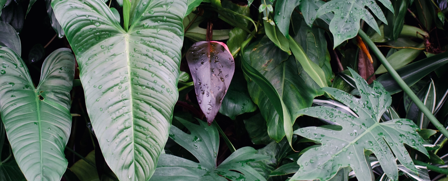  Vielfalt an Philodendron- und Fensterblatt-Arten in dichtem Grün