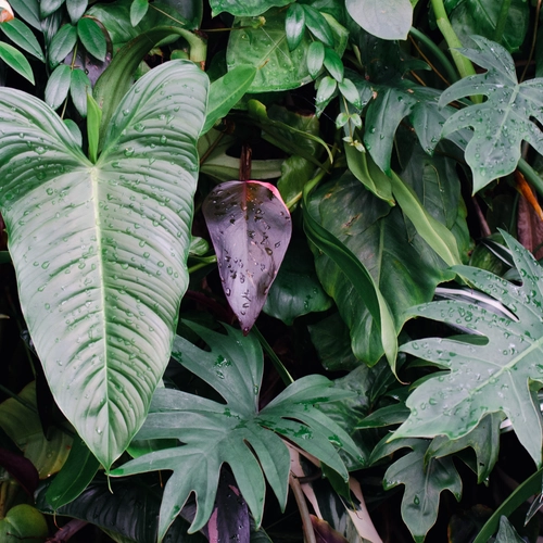  Vielfalt an Philodendron- und Fensterblatt-Arten in dichtem Grün
