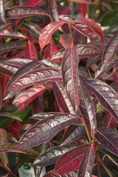 Detailaufnahme der rot gefärbten Blätter des Amerikanischen Schneeballs 'Brandywine' (Viburnum nudum 'Brandywine')