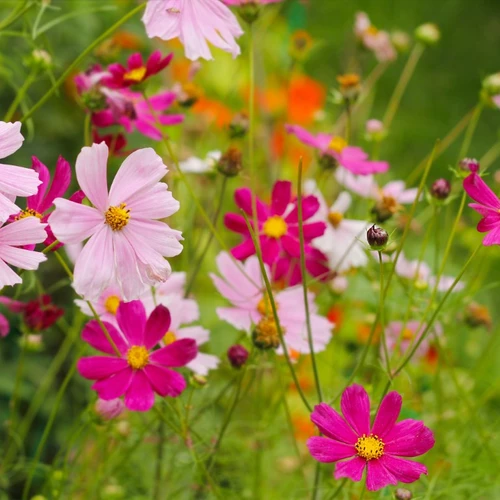 Blühende Cosmea