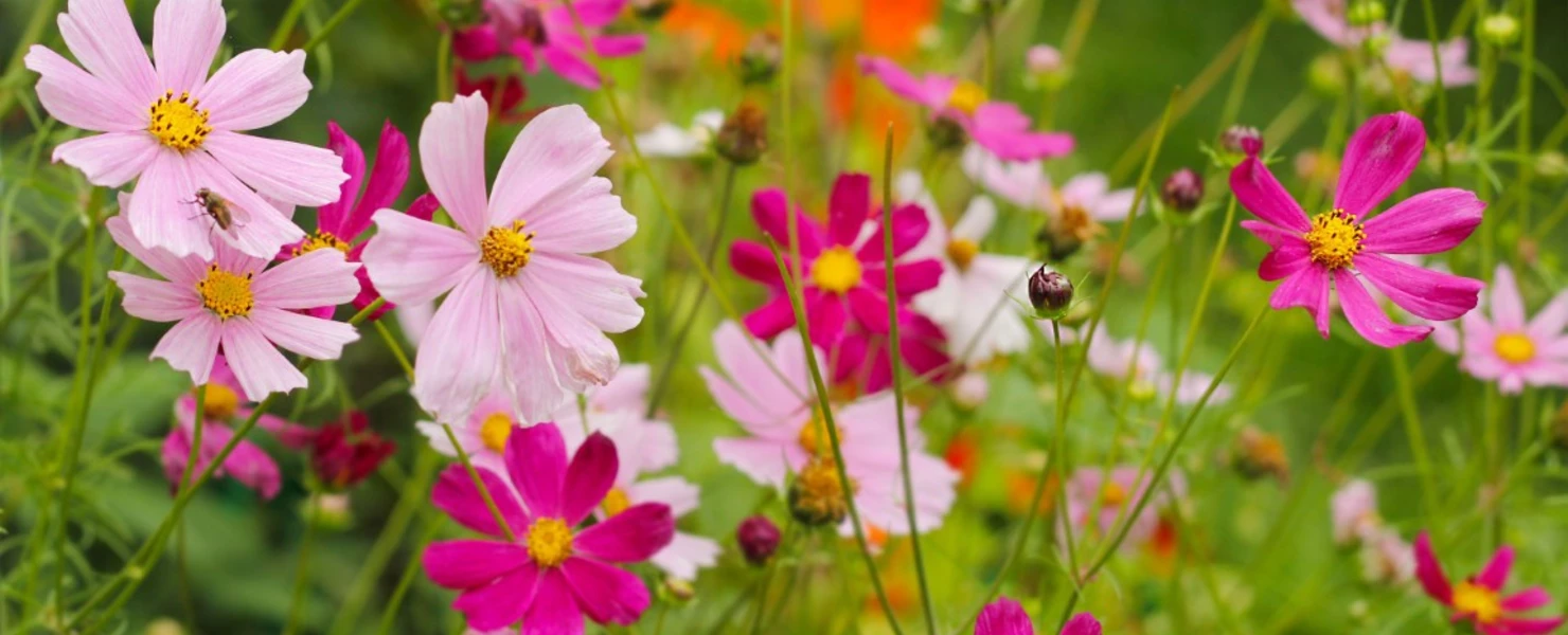 Blühende Cosmea