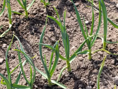 Mehrere junge Knoblauchpflanzen mit grünen Blättern wachsen in Reihen auf einem Beet im Garten.