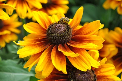 Nahaufnahme einer goldgelben Rudbeckia-Blüte mit einer Biene auf der dunkelbraunen Blütenmitte.
