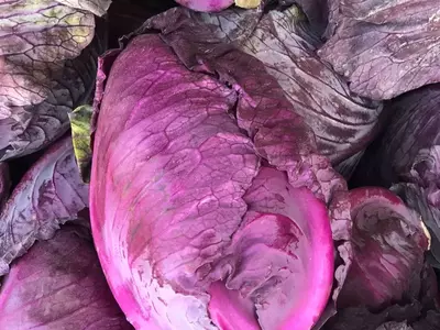 Frisch geernteter violett-rosa Spitzkohl auf dem Markt.