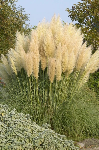 Mittelgroßes Pampasgras mit cremeweißen, federartigen Blütenständen in einem Gartenbeet.