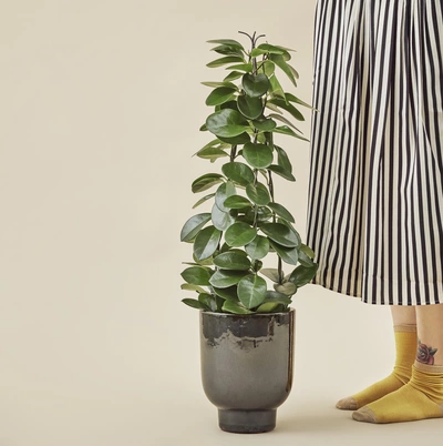 Das Bild zeigt eine üppige Wachsblume in einem großen, leicht verwitterten grauen Topf, neben einer Person in einem schwarz-weiß gestreiften Rock und gelben Socken, die eine subtile Farbharmonie mit dem neutralen Hintergrund bildet.