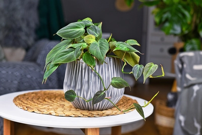Ein Philodendron mit grünen Blättern in einem grauen Topf auf einem kleinen Tisch.