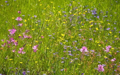 Blumenwiese mit bunten Wildblumen, darunter rosafarbene Präriemalven, gelbe und violette Blüten.