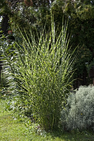 Zebragras mit auffälligen gelbgrünen Querstreifen im Sonnenlicht