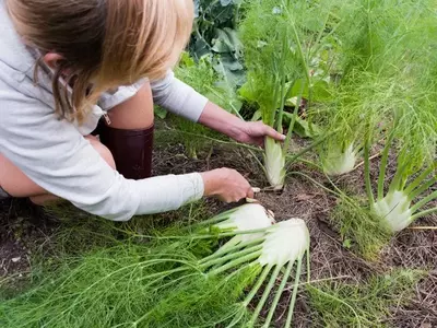 Frau erntet Knollenfenchel im Gemüsegarten.
