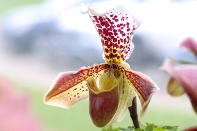 Nahaufnahme einer Frauenschuh-Orchidee mit lila-grüne Blüten vor verschwommenen Hintergrund