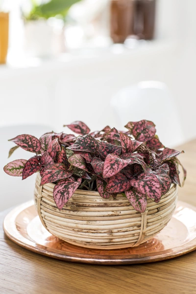 Die Punktblume auf dem Bild hat dunkelgrüne Blätter mit rosa- oder rotgefärbten Adern. Sie befindet sich in einem dekorativen, geflochtenen Korb auf einem runden, kupferfarbenen Tablett. Der Hintergrund ist hell und unscharf, was die Pflanze in den Vordergrund rückt.