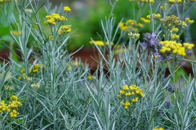 Currykraut (Murraya koenigii) mit silbrig-grünen, schmalen Blättern und gelben Blüten, die in einem Garten zusammen mit anderen Pflanzen, wie violetten Blumen, wachsen.