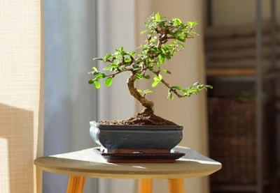 Kleiner Bonsai (vermutlich Sageretia theezans) auf einem Holztisch am Fenster.