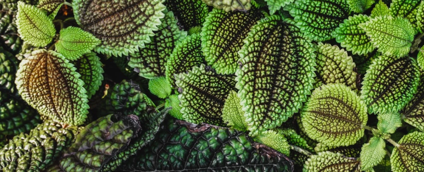 Nahaufnahme von strukturierten, dunkelgrünen Pilea-Blättern mit kräftiger Aderung