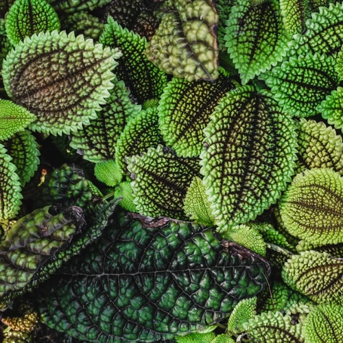 Nahaufnahme von strukturierten, dunkelgrünen Pilea-Blättern mit kräftiger Aderung