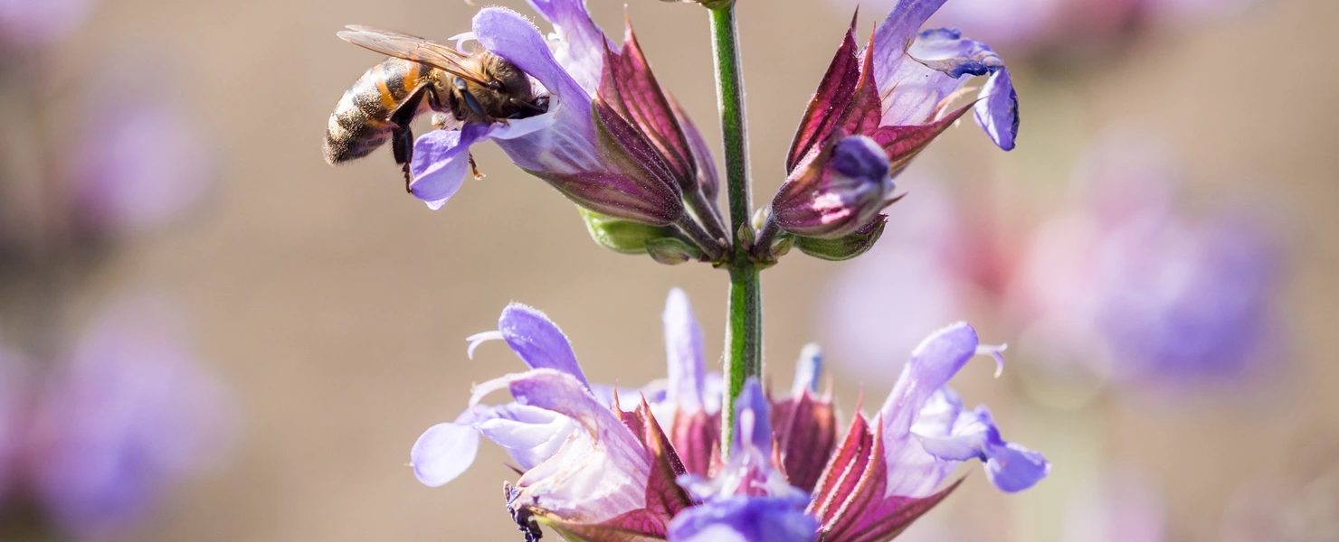 Eine blühende wilde Salbeipflanze mit violetten Blüten und rötlichen Kelchblättern. Eine Biene sammelt Nektar an einer der Blüten. Der Hintergrund ist unscharf und zeigt weitere Salbeiblüten in natürlicher Umgebung.