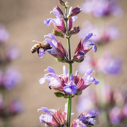 Eine blühende wilde Salbeipflanze mit violetten Blüten und rötlichen Kelchblättern. Eine Biene sammelt Nektar an einer der Blüten. Der Hintergrund ist unscharf und zeigt weitere Salbeiblüten in natürlicher Umgebung.