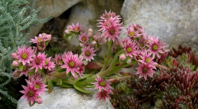 Pink blühende Hauswurz (Sempervivum) im Steingarten zwischen grauen Felsen.