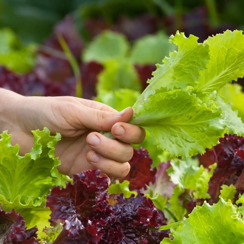 Hand pflückt frisches grünes Blatt eines Babyleaf-Salats aus einem bunten Beet.