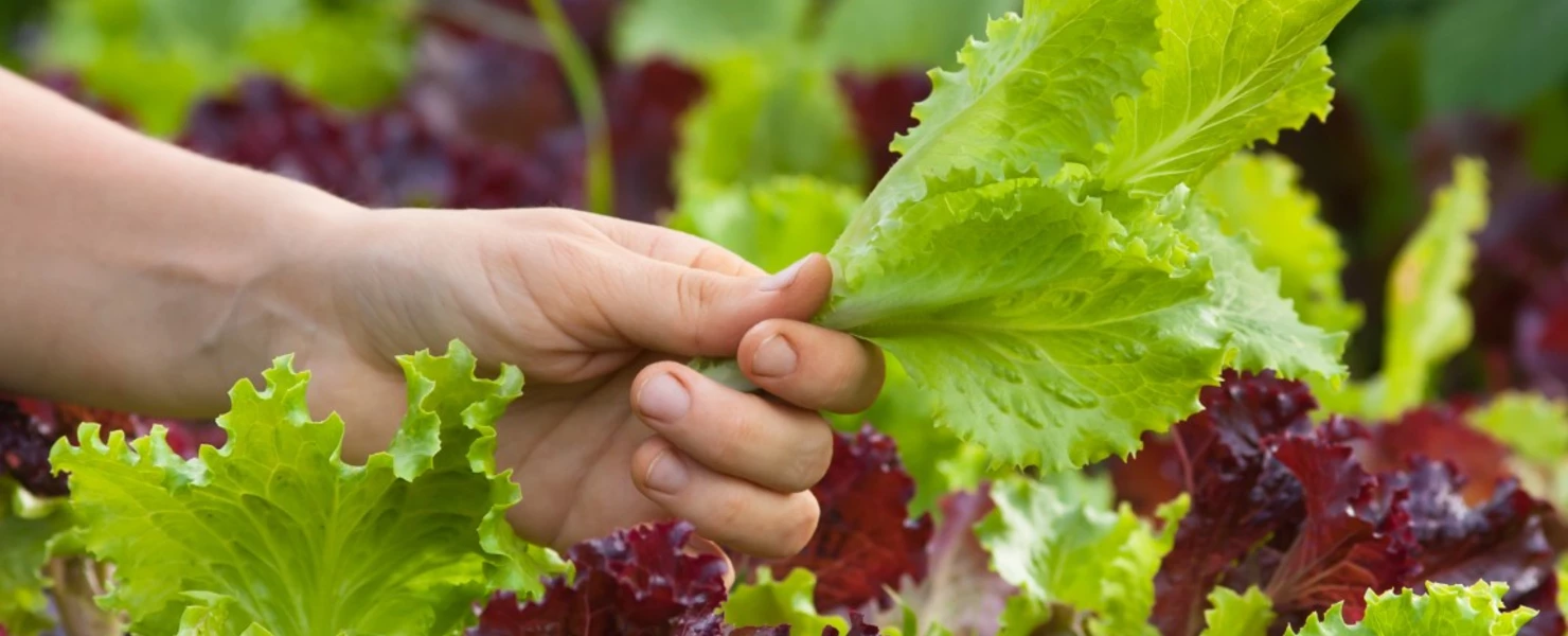 Hand pflückt frisches grünes Blatt eines Babyleaf-Salats aus einem bunten Beet.