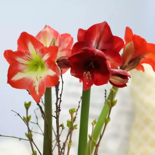Ein Ritterstern mit roten und weiß-roten Blüten steht in einem runden Glasgefäß auf einem weißen Tisch, dekoriert mit Kerzen. Im Hintergrund befindet sich ein gemütliches Sofa mit beigem Überwurf und einem gelben Kissen