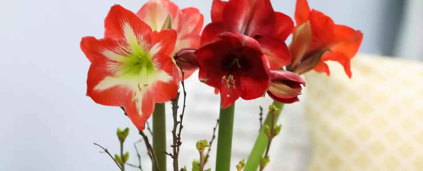 Ein Ritterstern mit roten und weiß-roten Blüten steht in einem runden Glasgefäß auf einem weißen Tisch, dekoriert mit Kerzen. Im Hintergrund befindet sich ein gemütliches Sofa mit beigem Überwurf und einem gelben Kissen