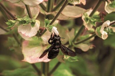 Eine große schwarze Holzbiene hängt an einer weißen Blüte des Muskateller-Salbeis, umgeben von grünen und leicht rosa gefärbten Blättern.