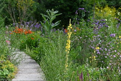 Königskerze (Verbascum) mit gelben Blüten, die entlang eines Gartenwegs wachsen. Der Weg ist von verschiedenen bunten Blumen gesäumt, die die Pflanzenvielfalt und die üppige Blüte im Garten betonen.