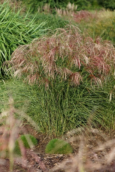 Miscanthus 'Red Cloud' im Staudenbeet