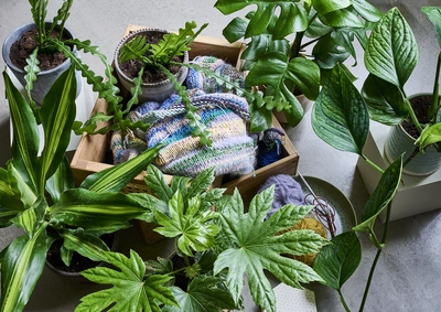 Verschiedene Zimmerpflanzen, darunter eine Aralie, umgeben eine Kiste mit gestricktem Stoff