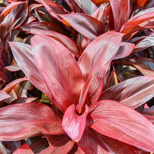 Vibrant aufgenommene Ti-Pflanzen mit leuchtend roten und pinkfarbenen Blättern, die sich elegant überlappen und eine dynamische, fast malerische Szenerie kreieren.