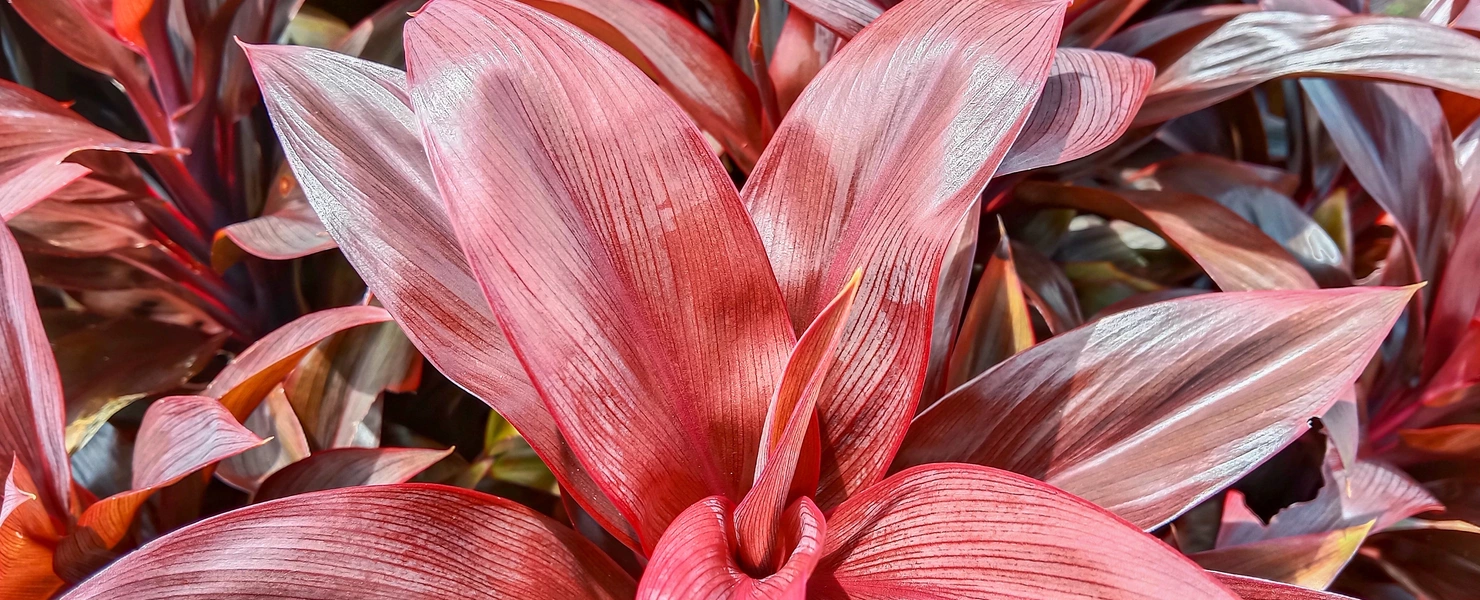 Vibrant aufgenommene Ti-Pflanzen mit leuchtend roten und pinkfarbenen Blättern, die sich elegant überlappen und eine dynamische, fast malerische Szenerie kreieren.