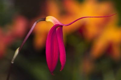 Eine Dreieck-Orchidee mit einer eleganten, pinkfarbenen Blüte und einem gebogenen Stiel, vor einem verschwommenen, farbenfrohen Hintergrund