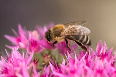  Biene sammelt Nektar auf pinkfarbenen Blüten des Berg-Sedums