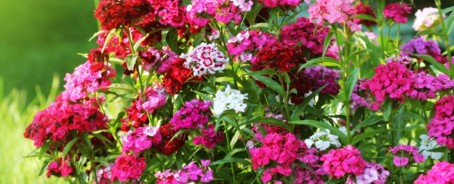 Bartnelken-Mix  Dianthus barbatus