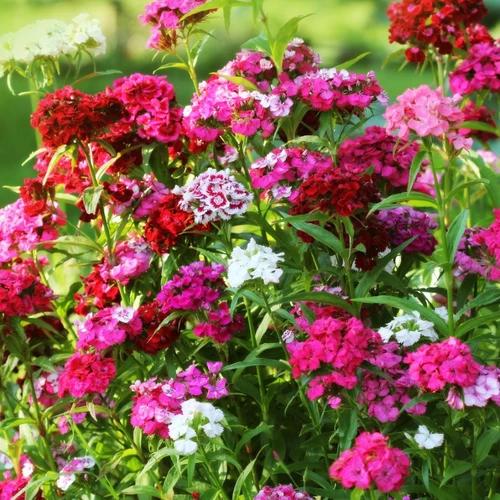 Bartnelken-Mix  Dianthus barbatus