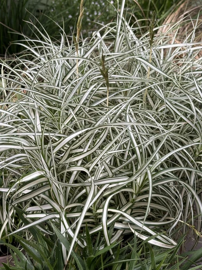 Carex muskingumensis ‘Bicolor’ in voller Pracht mit zahlreichen dekorativen Blütenähren über dem Laub.